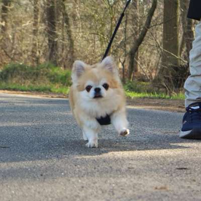 Hundetreffen-ruhiger Spielkamerad gesucht-Bild