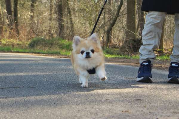 Hundetreffen-ruhiger Spielkamerad für meinen Chihuahua gesucht-Bild