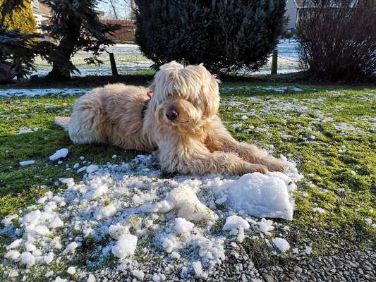 Goldendoodle?-Beitrag-Bild