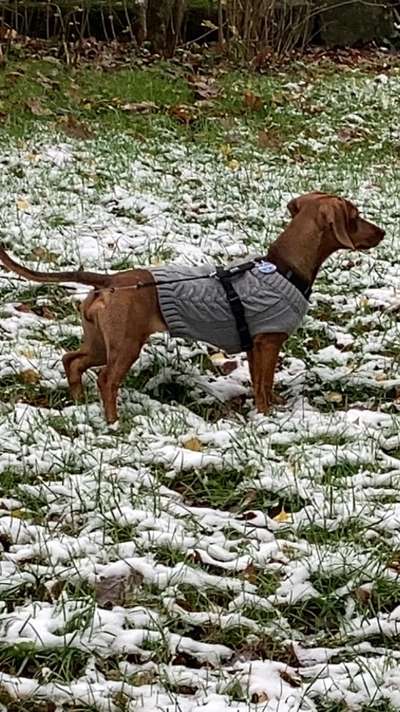 Dackel mit langen Beinen-Beitrag-Bild