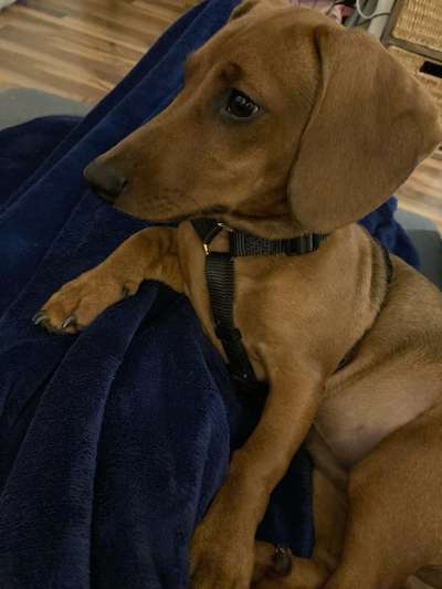 Wie heißt dein Hund?-Beitrag-Bild