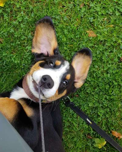 Welpen Bilder !-Beitrag-Bild