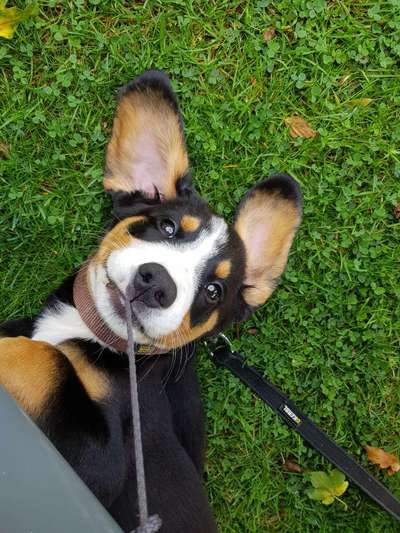 Welpen Bilder !-Beitrag-Bild