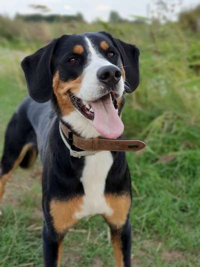 Foto's und Hundemodels-Beitrag-Bild