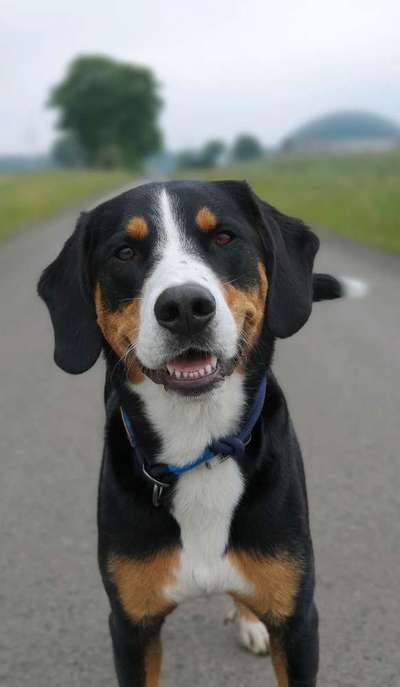 Entlebucher Sennenhund-Beitrag-Bild