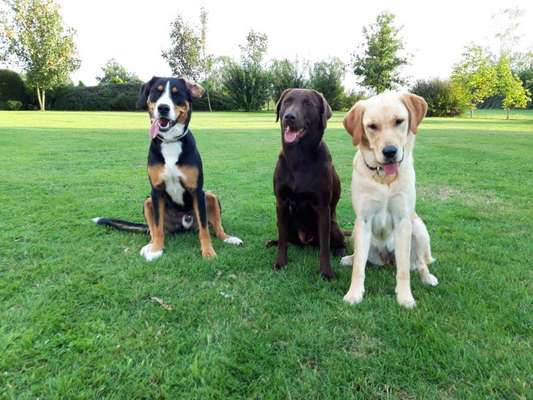 Bester Freund, Hundekumpel - zeigt her!-Beitrag-Bild