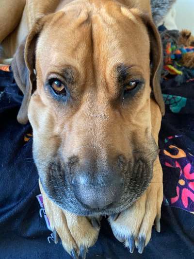 Hunderunde-Beitrag-Bild