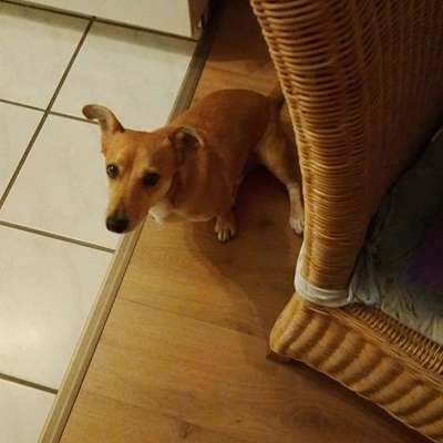 TierschutzhundeStammtisch🐕-Beitrag-Bild