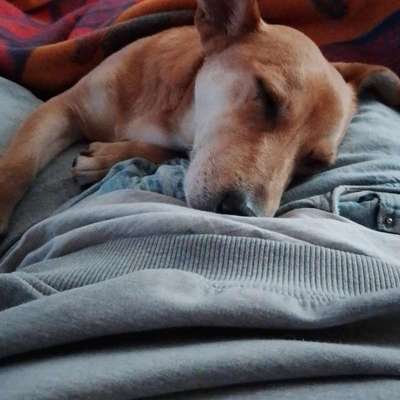 Podenco/Mischlinge hier? :-)-Beitrag-Bild