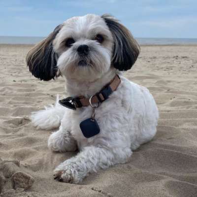 Hundetreffen-Lizzys Hundespielplatz-Profilbild