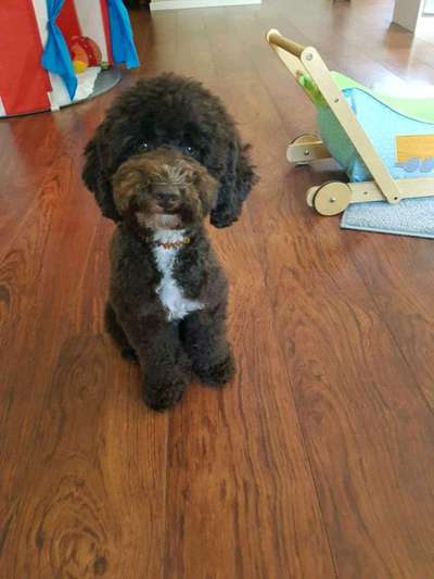 Die Dogorama Kalender Challenge Titelbild-Beitrag-Bild