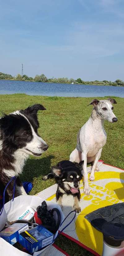 Hundetreffen-Spiele, Sport , Spaß-Bild