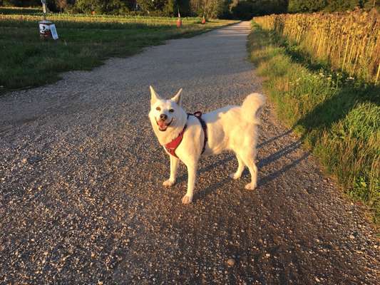 Wie kamst du zu deinem Hund?-Beitrag-Bild