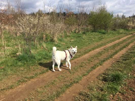 Shiba Inu und andere japanische Rassen!-Beitrag-Bild