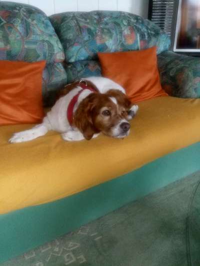 Epagneul Breton-Beitrag-Bild