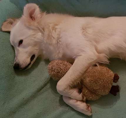 Eingewöhnung von Hunden aus Rumänien-Beitrag-Bild