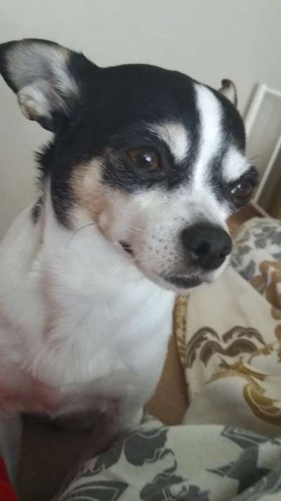 Hunderunde-Beitrag-Bild