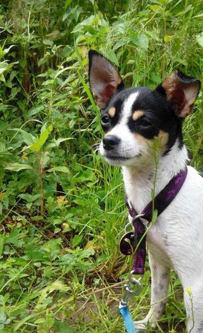 Welpen Bilder !-Beitrag-Bild