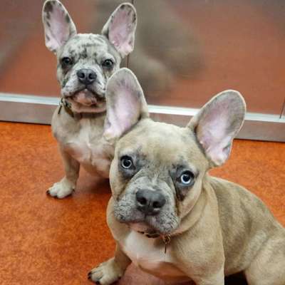 Hundetreffen-Suche Hund und Halter für Sozialisierung zweiter Brüder Welpen.-Profilbild