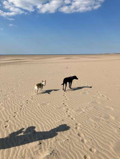 Tierschutzhunde-Beitrag-Bild
