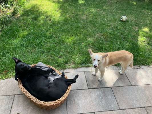 Doppelgänger gesucht !-Beitrag-Bild