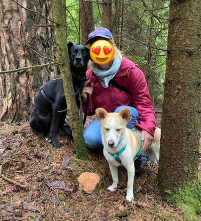 Dogorama Photo Challenge - Pilze-Beitrag-Bild