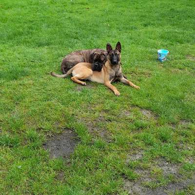 Die Dogorama Kalender Challenge Titelbild-Beitrag-Bild