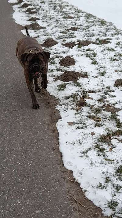 Cane corso-Beitrag-Bild