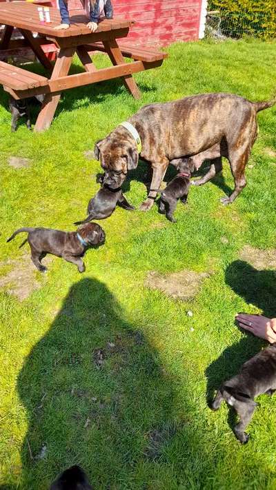 Rassensuche Cane Corso Italiano-Beitrag-Bild