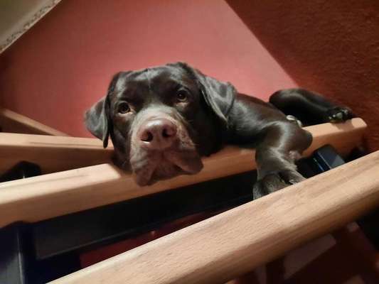 Labradorfans-Beitrag-Bild