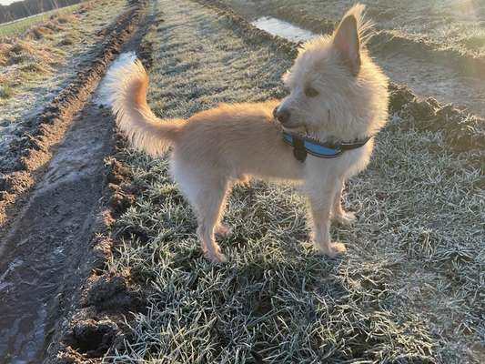 Mischlingshunde Foto Aufruf-Beitrag-Bild