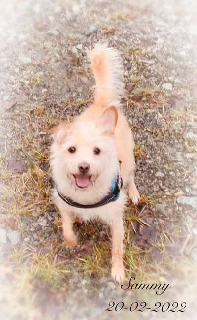 Dogorama Photo Challenge - Einmal lächeln bitte-Beitrag-Bild