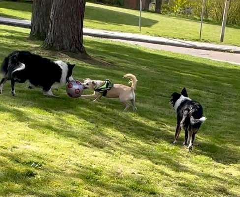 Dogorama Photo Challenge - Die besten Hundebuddys-Beitrag-Bild