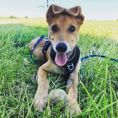 Hundetreffen-Junghundetreffen am Flörsheimer Mainufer