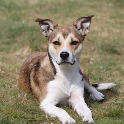 aktuelles Foto Gruppe Border-Collies und Border-Collie Mischlinge.