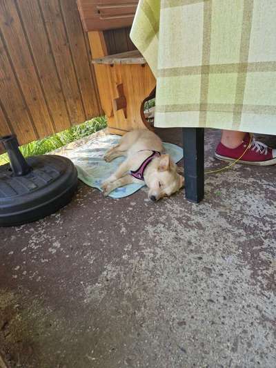 TierschutzhundeStammtisch🐕-Beitrag-Bild