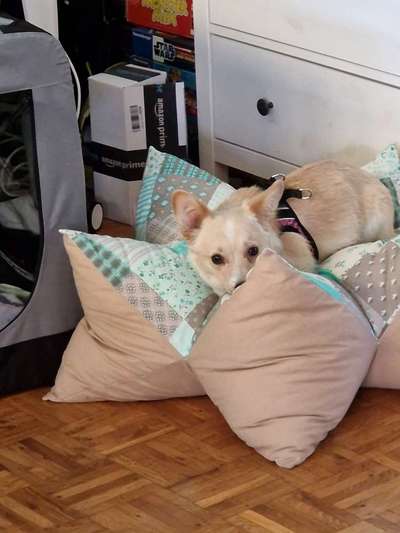 TierschutzhundeStammtisch🐕-Beitrag-Bild