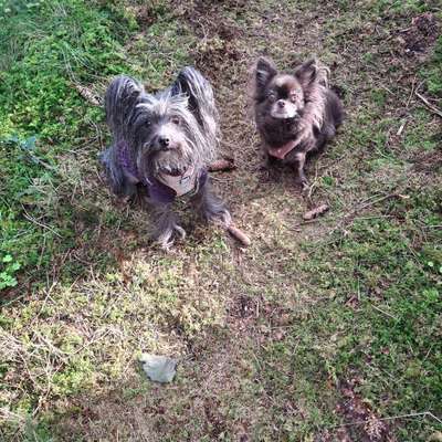 Hundetreffen-Spiel und Gassifreunde gesucht-Bild