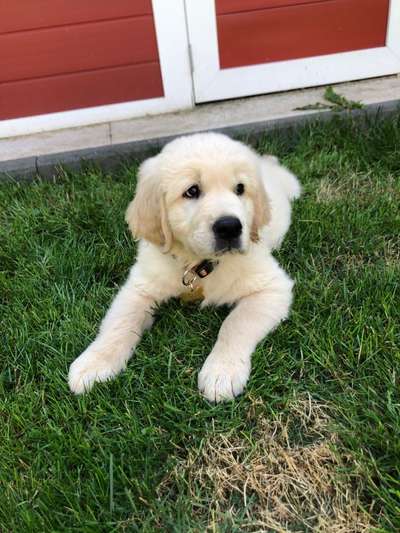 Welpen Bilder !-Beitrag-Bild