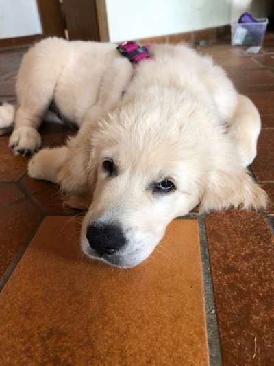 Welpen Bilder !-Beitrag-Bild