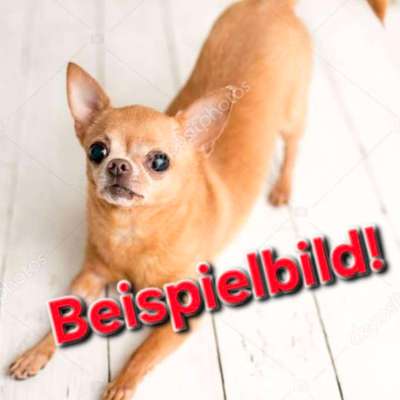 Suchmeldung-Latischa-Bild