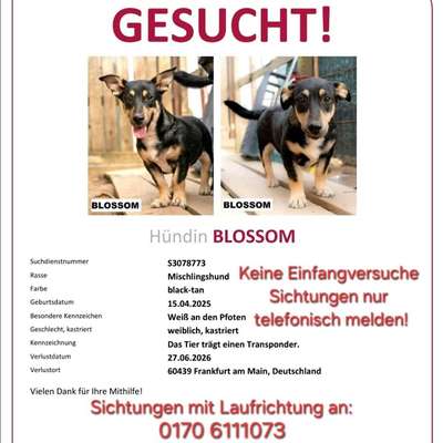 Suchmeldung-Blossom-Bild