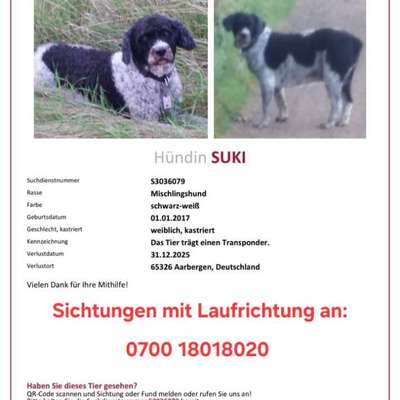 Suchmeldung-Suki-Bild