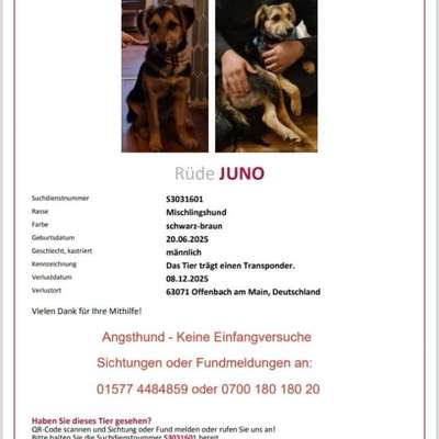 Suchmeldung-Juno-Bild