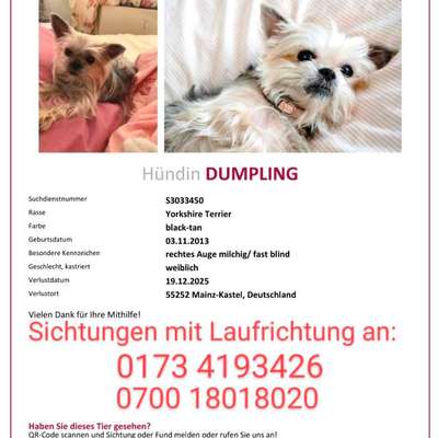 Suchmeldung-Dumpling-Bild