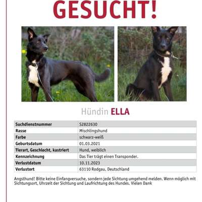 Suchmeldung-Ella-Bild