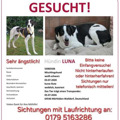 Suchmeldung-Luna-Bild