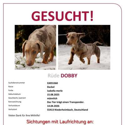 Suchmeldung-Dobby-Bild