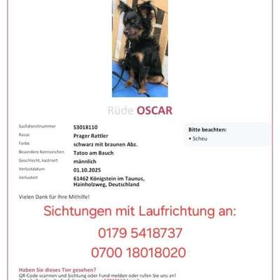 Suchmeldung-Oscar-Bild