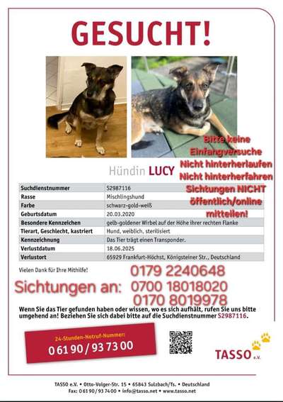 Suchmeldung-Lucy-Bild